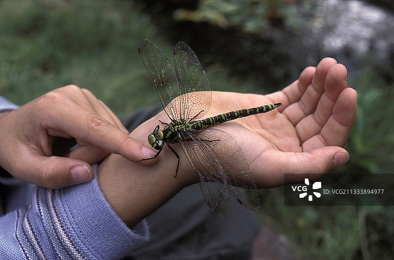 南方游隼蜻蜓图片素材