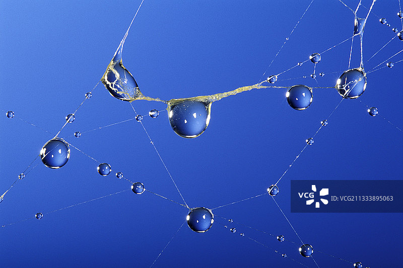 金丝圆网蜘蛛图片素材