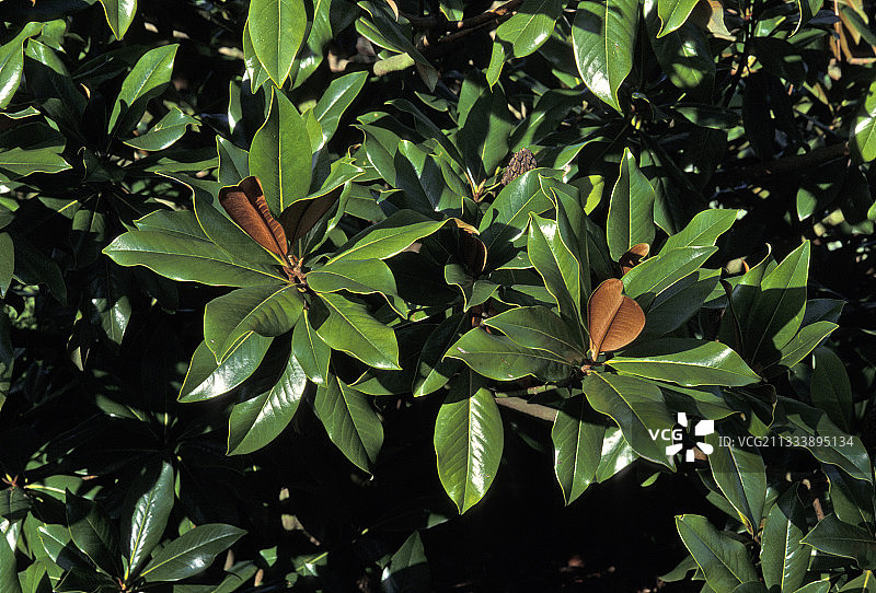 南方木兰图片素材