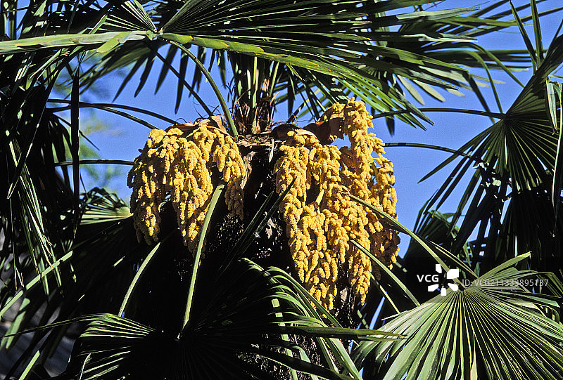 棕榈树图片素材