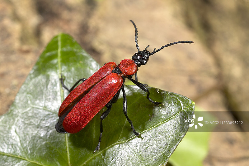黑头红衣主教甲虫图片素材