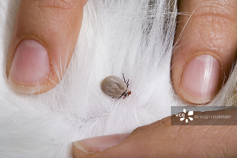 动物皮毛上的蜱虫图片素材