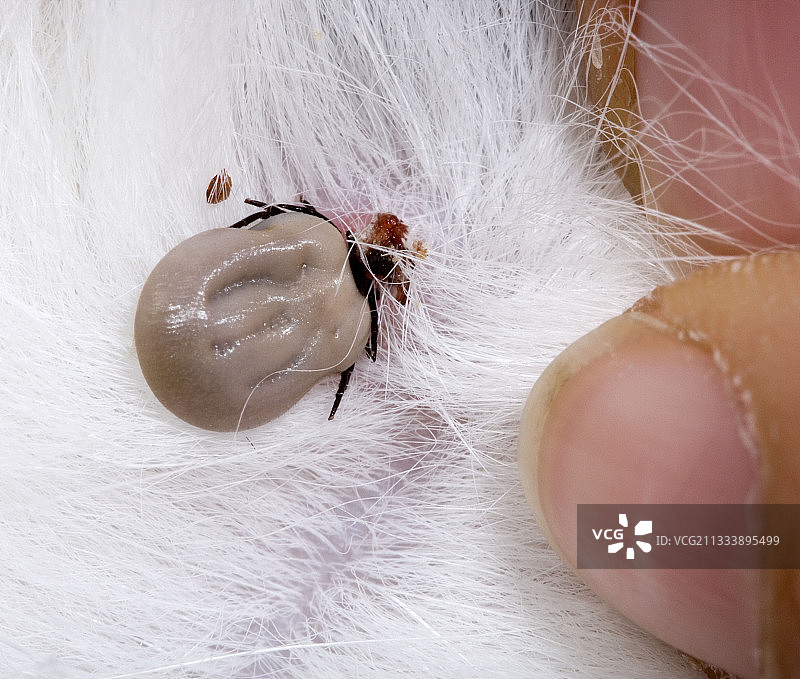 动物皮毛上的蜱虫图片素材