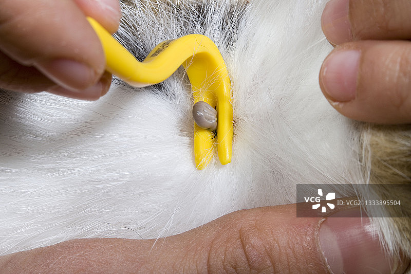 动物皮毛上的蜱虫图片素材