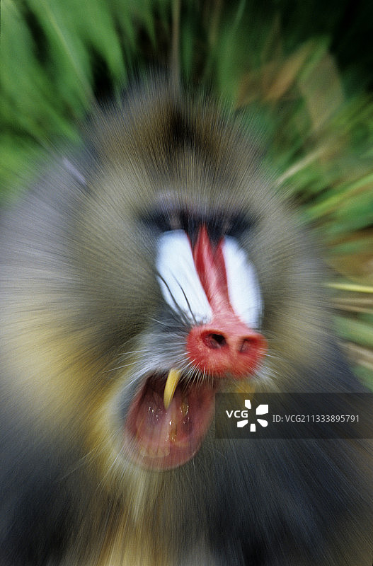 加蓬山魈雄性写真图片素材