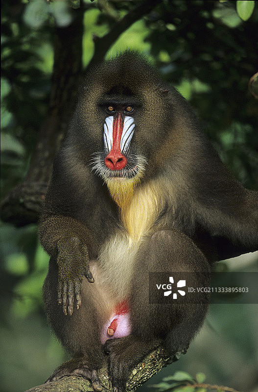 加蓬热带森林中的雄性鬼狒图片素材