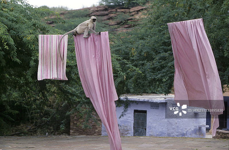 在晾衣绳上玩耍的哈努曼叶猴，印度拉贾斯坦邦图片素材
