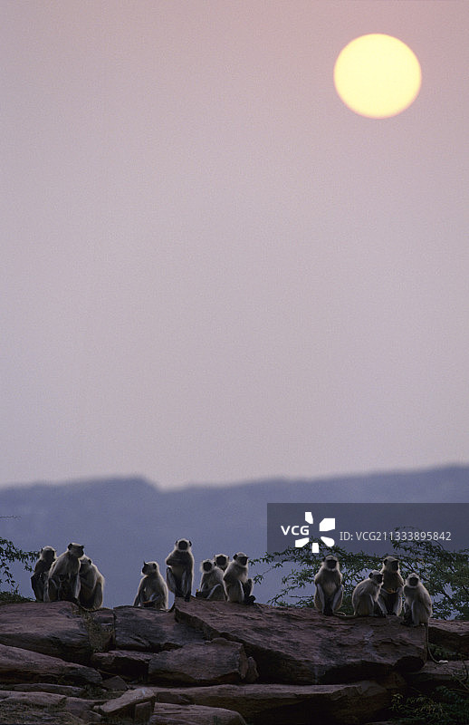印度拉贾斯坦邦沙漠的哈努曼叶猴图片素材