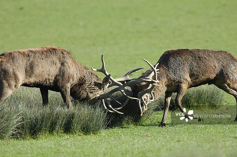 法国洛林：雄性红鹿的战斗图片素材