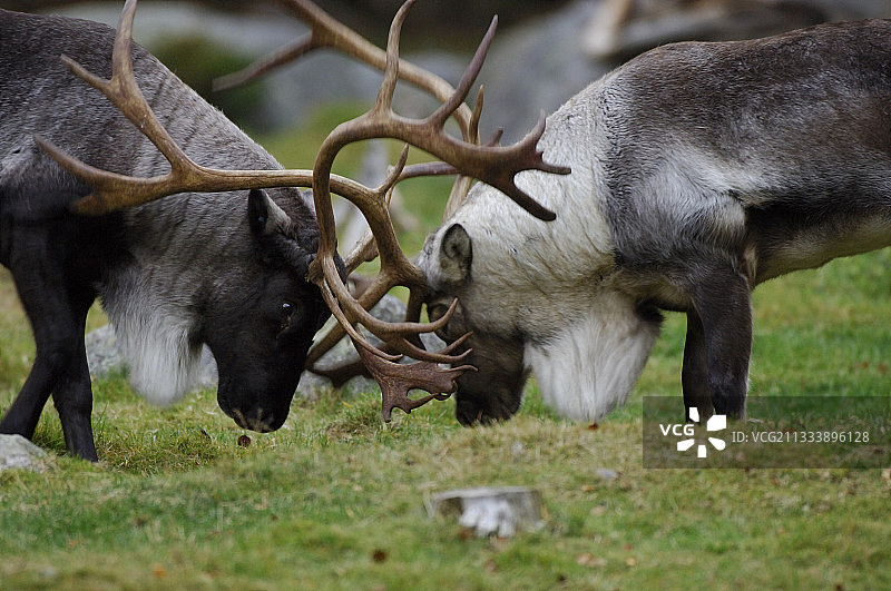 瑞典：驯鹿在发情期争斗图片素材