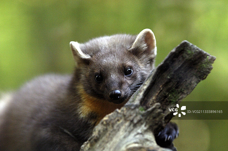 欧洲松貂在洛林枯木上的肖像图片素材