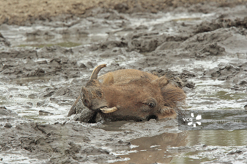 南非沙漠疣猪泥浴图片素材
