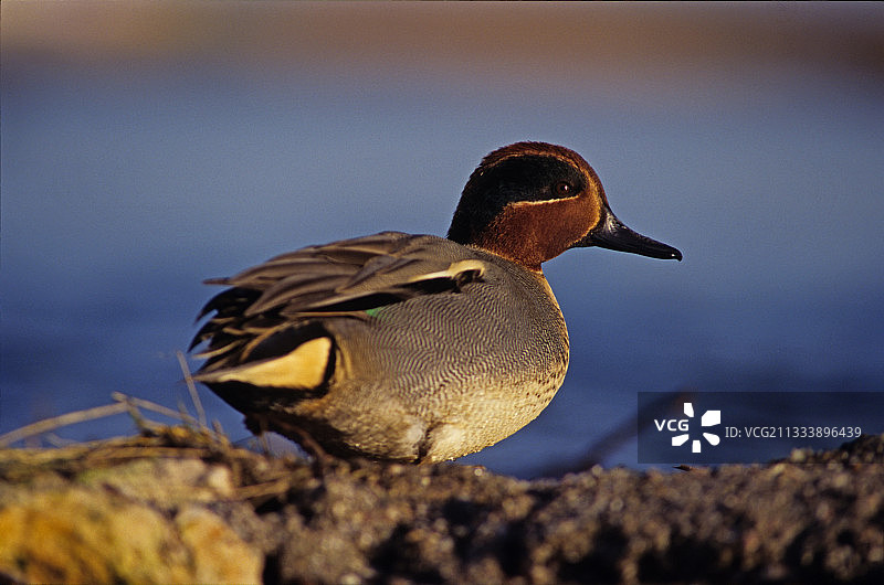 塞纳河口蓝绿色冬季雄鸭图片素材