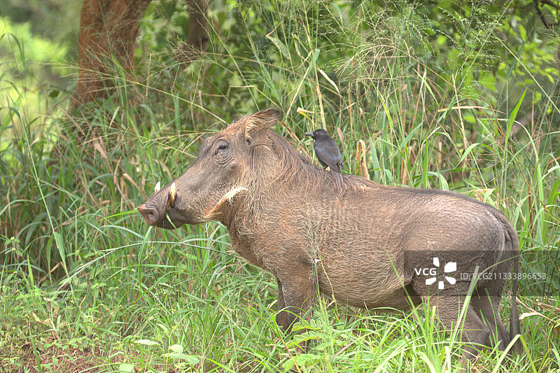 乌干达背上有噪鹃的疣猪图片素材