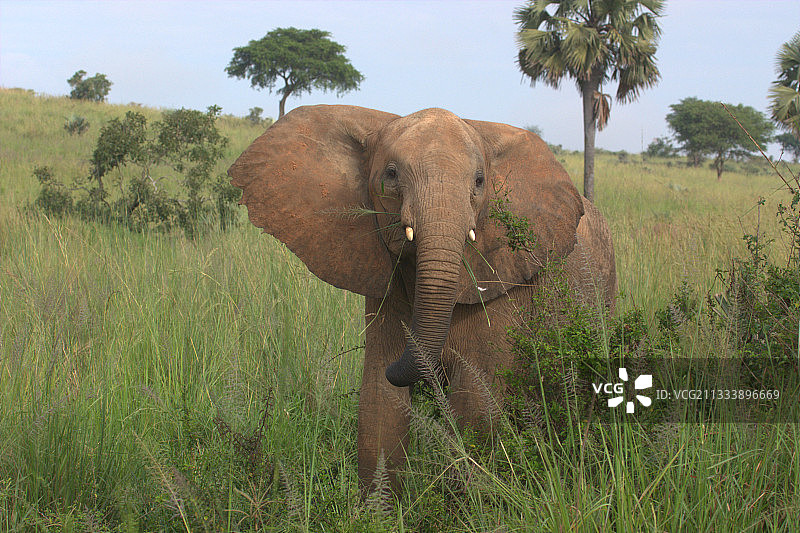 乌干达非洲象肖像图片素材