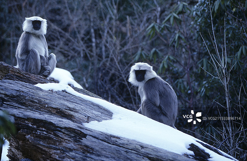 尼泊尔喜马拉雅山脉被雪覆盖的岩石上的哈努曼叶猴图片素材