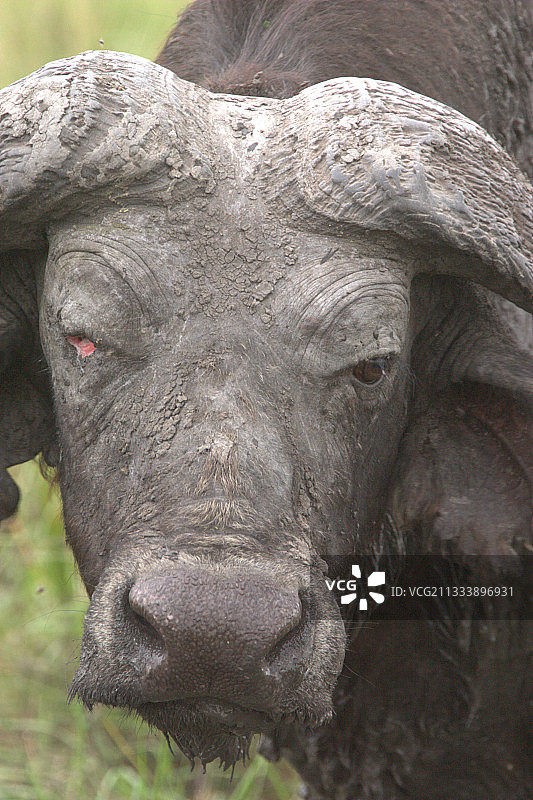 乌干达水牛肖像图片素材