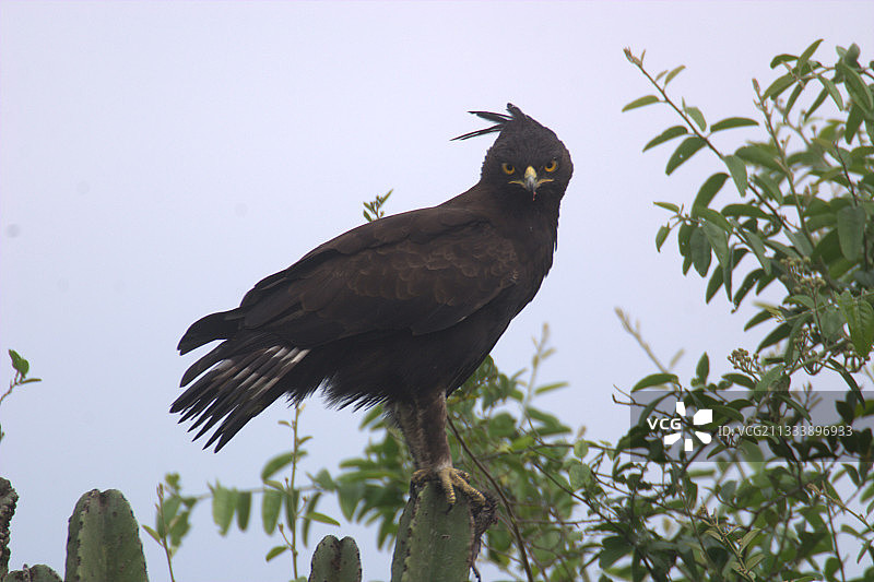 一只长冠鹰降落在乌干达的仙人掌上图片素材