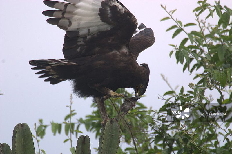 凤头鹰栖息在仙人掌上，嘴里叼着猎物图片素材