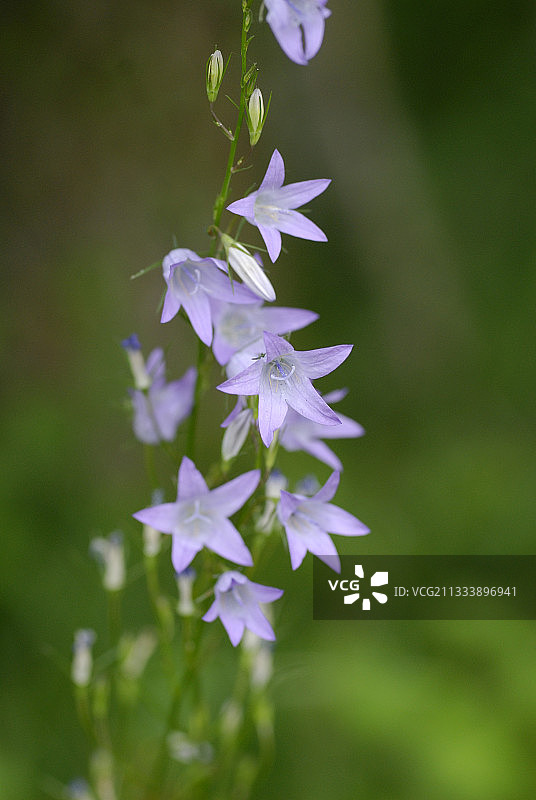 spreading campanula植物图片素材