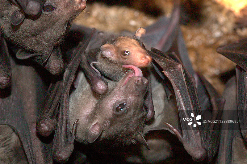 埃及果蝠及其幼崽肖像图片素材