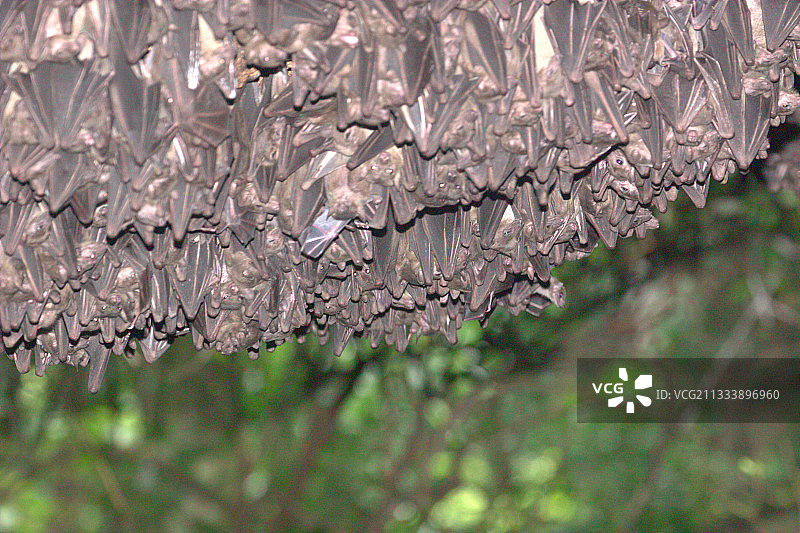 大量悬浮的埃及角鲨图片素材