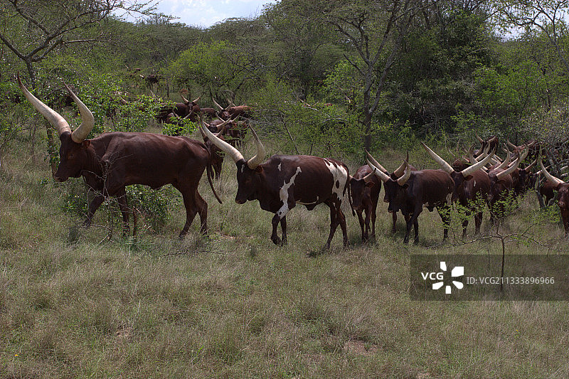 乌干达林地稀树草原上的瓦图西牛群图片素材