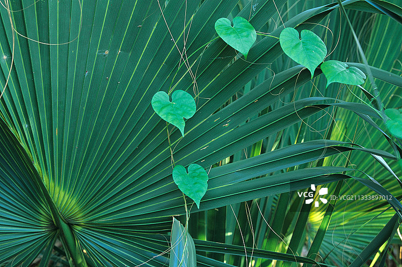 心形佛罗里达田旋花叶子图片素材