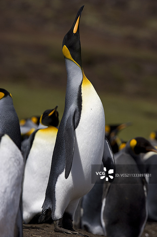 成年国王企鹅伸长脖子，福克兰群岛图片素材