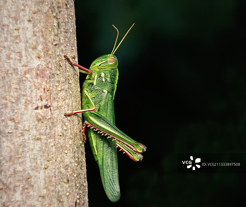 蚱蜢图片素材