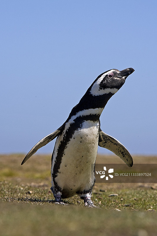 福克兰群岛麦哲伦企鹅的肖像图片素材