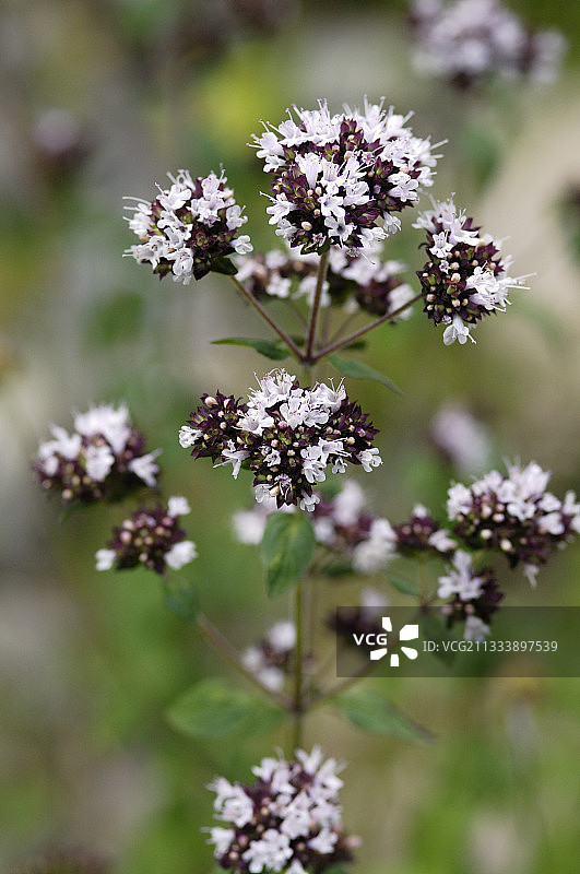 牛至花序图片素材
