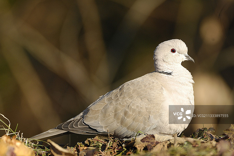 法兰西岛的欧亚斑鸠图片素材