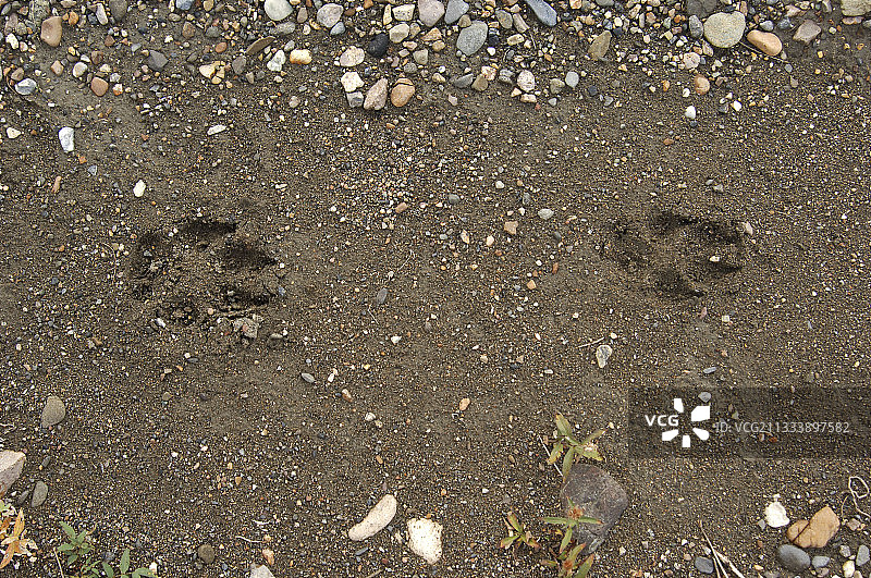 德纳里国家公园沙滩上的灰狼脚印图片素材