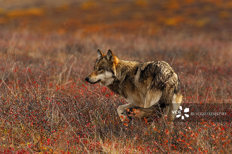 阿拉斯加秋季苔原捕猎的灰狼图片素材
