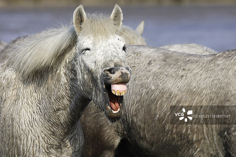 法国卡马格马嘶鸣的鬼脸照片图片素材