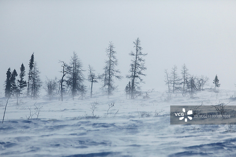 加拿大丘吉尔冻原上的暴风雪图片素材