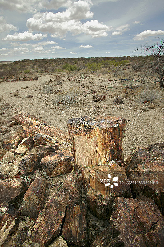 纳米比亚的硅化树干图片素材
