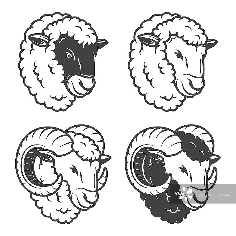 4只绵羊和公羊的头部图片素材