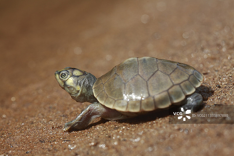 为了提高物种的存活几率，人们采用人工孵化，幼龟孵化两天后会被放生图片素材