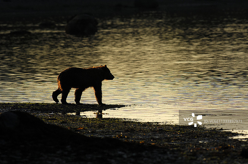 阿拉斯加棕熊在河边，科迪亚克岛图片素材