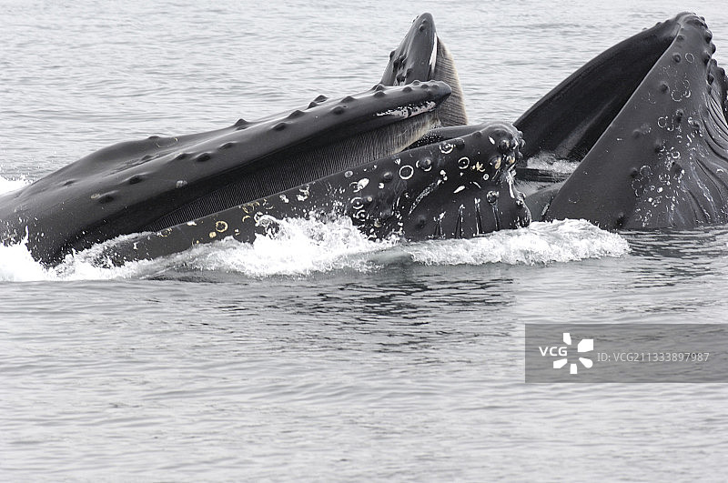 两只座头鲸在阿拉斯加科迪亚克岛觅食图片素材