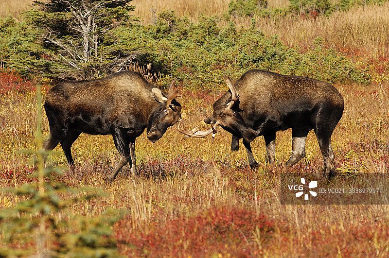 两只年轻麋鹿在阿拉斯加德纳里国家公园友好嬉戏图片素材