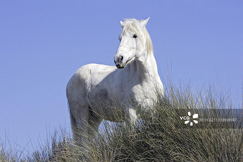 法国卡马格马肖像图片素材
