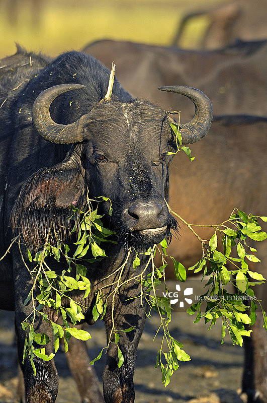 肯尼亚纳库鲁湖的非洲水牛图片素材