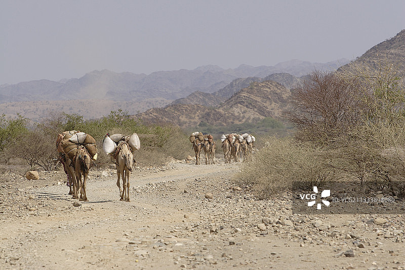 运载饲料的骆驼队，埃塞俄比亚图片素材