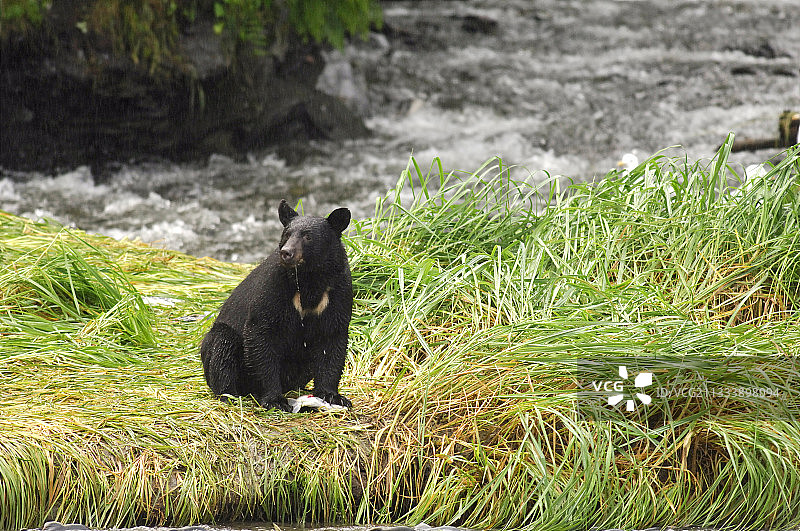 黑熊在瓦尔迪兹山洪中捕食粉红鲑鱼图片素材