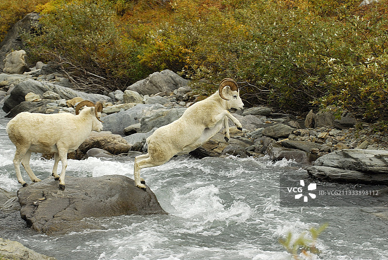 在德纳里国家公园激流中从岩石上跳下的雄性达尔绵羊图片素材