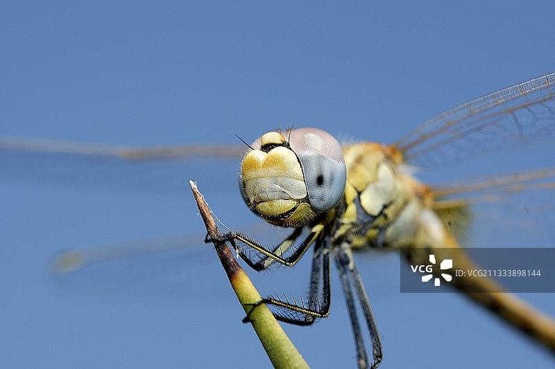 停留在丝兰叶上的普通箭蜓图片素材
