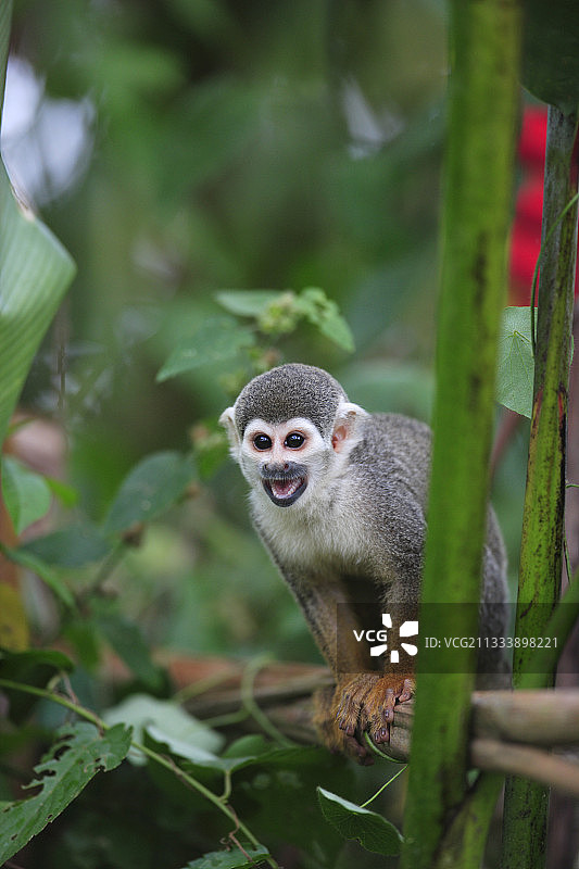 亚马逊流域的松鼠猴保护区图片素材